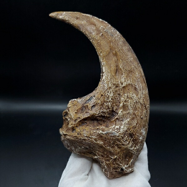 アロサウルス 爪 化石 レプリカ 約176.10mm arr15 【公式通販】