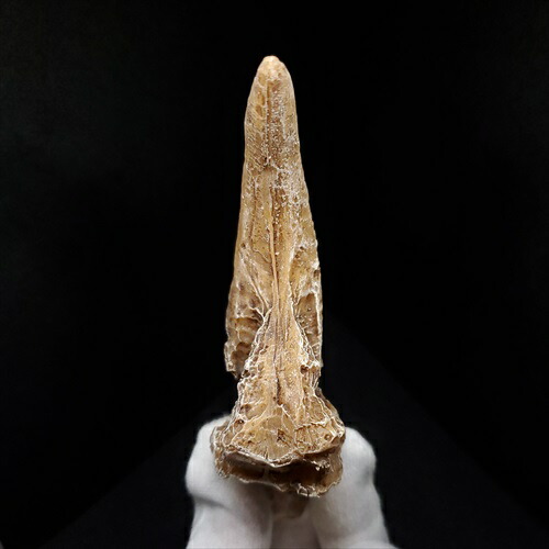 楽天市場】【送料無料】【アロサウルス /恐竜/化石】 アロサウルス 爪