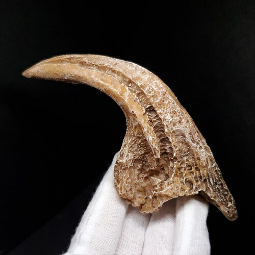 楽天市場】【送料無料】【アロサウルス /恐竜/化石】 アロサウルス 爪