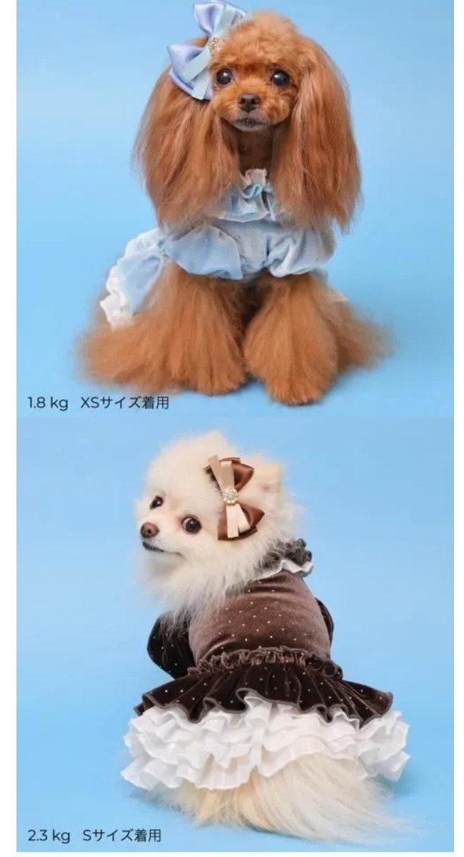 楽天市場】ゴッドピバ ドットプリマワンピース犬用 ペット服 わん