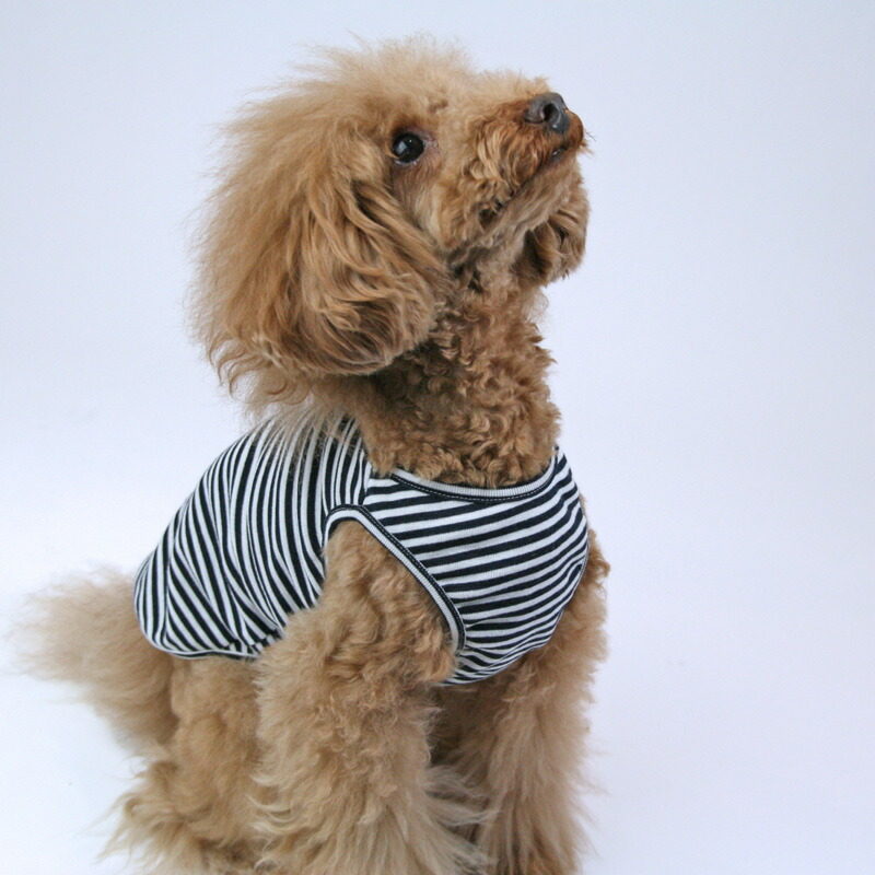 犬服 ワンピース(SS) ꒡̈⃝Lily꒡̈⃝ハンドメイド 値下げしました