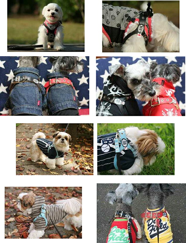 楽天市場】バディーベルト ハーネス 3.5号 ラテ Latte 小型犬 ペット