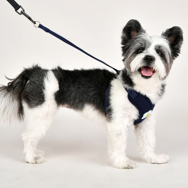 あんな○犬服○ハンドメイド 胴45 NO.671 あんな様専用○犬服