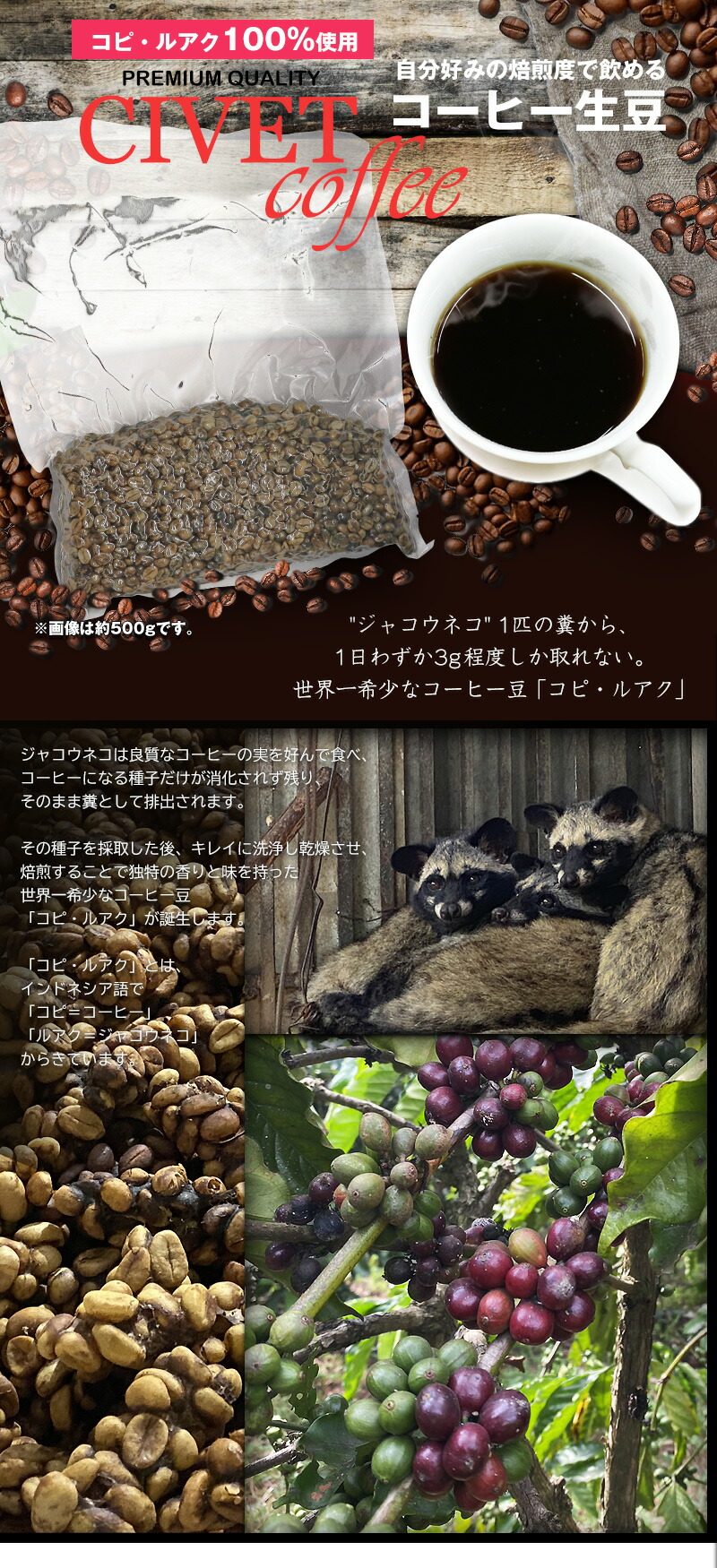 楽天市場】ジャコウネココーヒー バレンタイン 100g シベットコーヒー