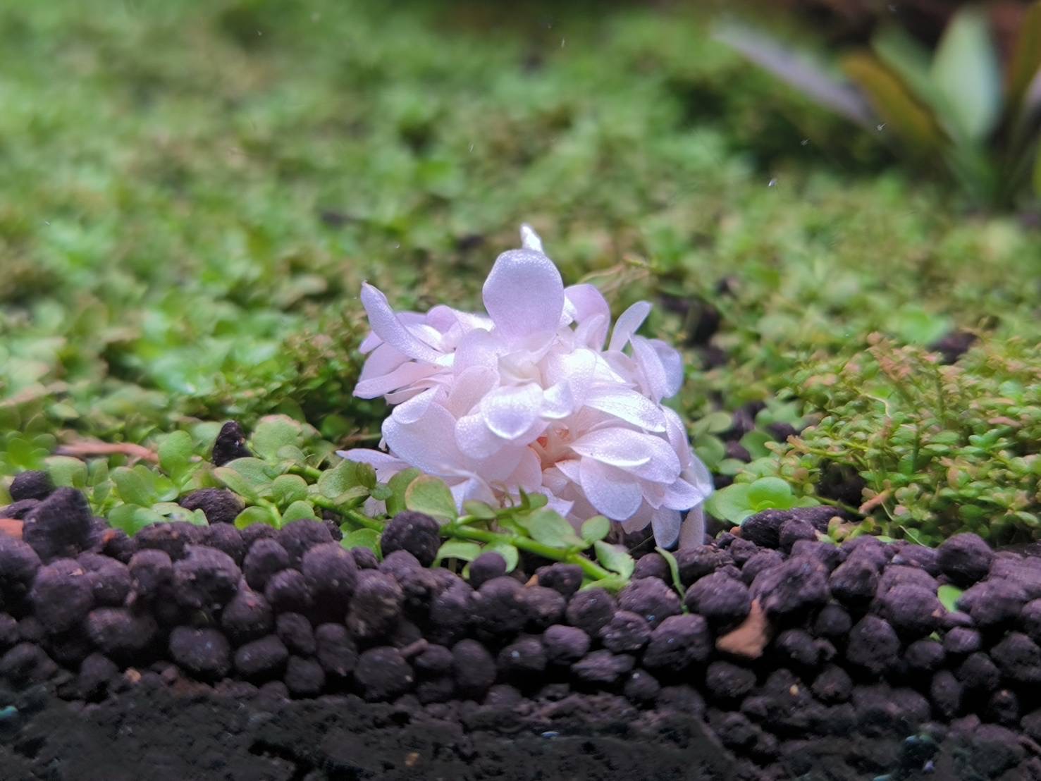 ◇特◇ブセファランドラSP.よりどり15セット（良株） #ブセさかな屋