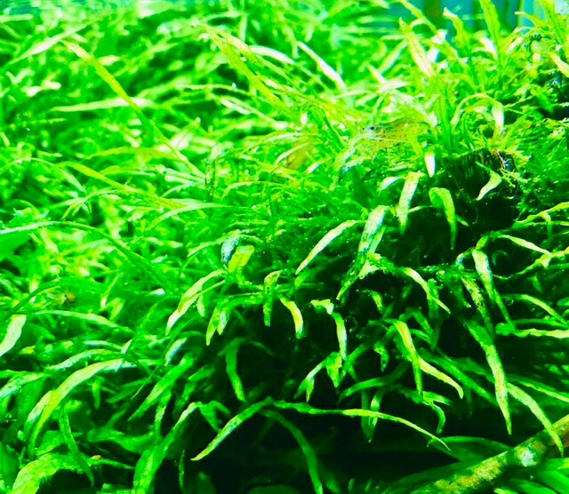 楽天市場】ミクロソリウム・ナローリーフ（20葉） 無農薬 レイアウト