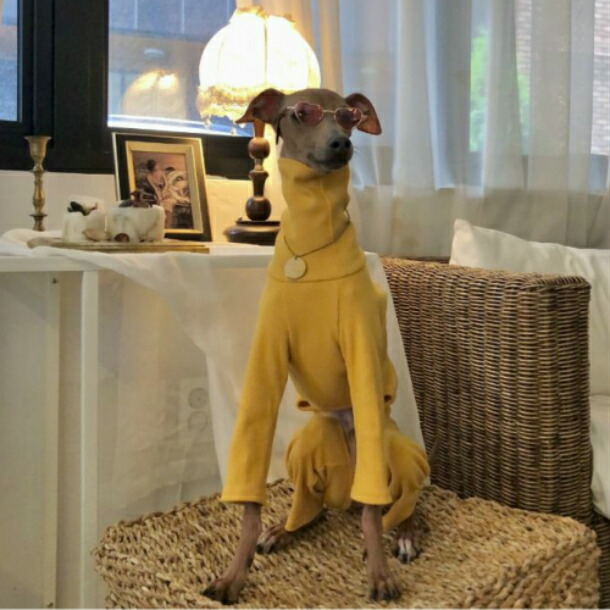 楽天市場】＼新春セール／イタグレ 服 IGベーシックオールインワン