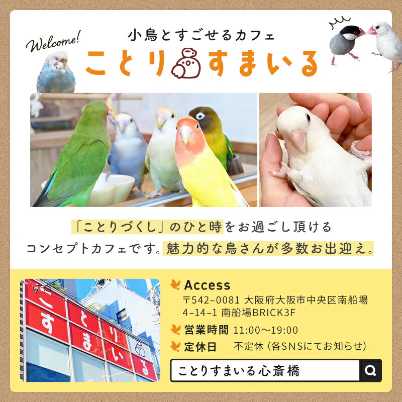 楽天市場】マグカップ SMILEBIRD ☆セキセイインコ ◇◇ ことり 小鳥
