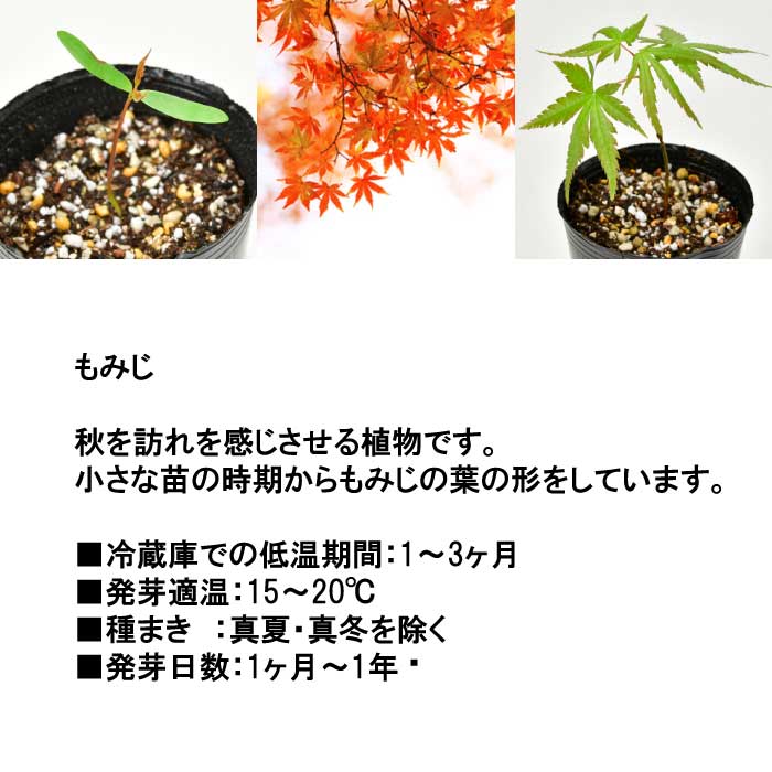 楽天市場】栽培キット ソダテマス 盆栽栽培セット もみじ 盆栽 栽培