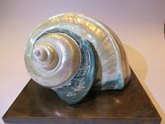 楽天市場】【ふるさと納税】夜光貝ランプ : 鹿児島県喜界町