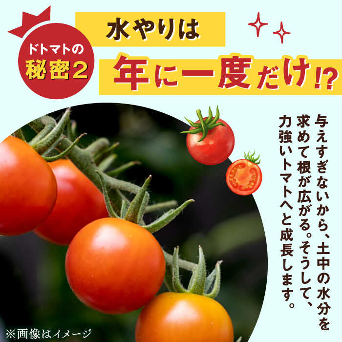 楽天市場】【ふるさと納税】永尾産ちド級シリーズ トマト 食べくらべ