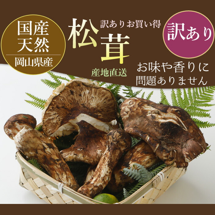 松茸 北海道 500g 送料込 北海道 松茸 500g 訳あり 松茸 ちょっと訳