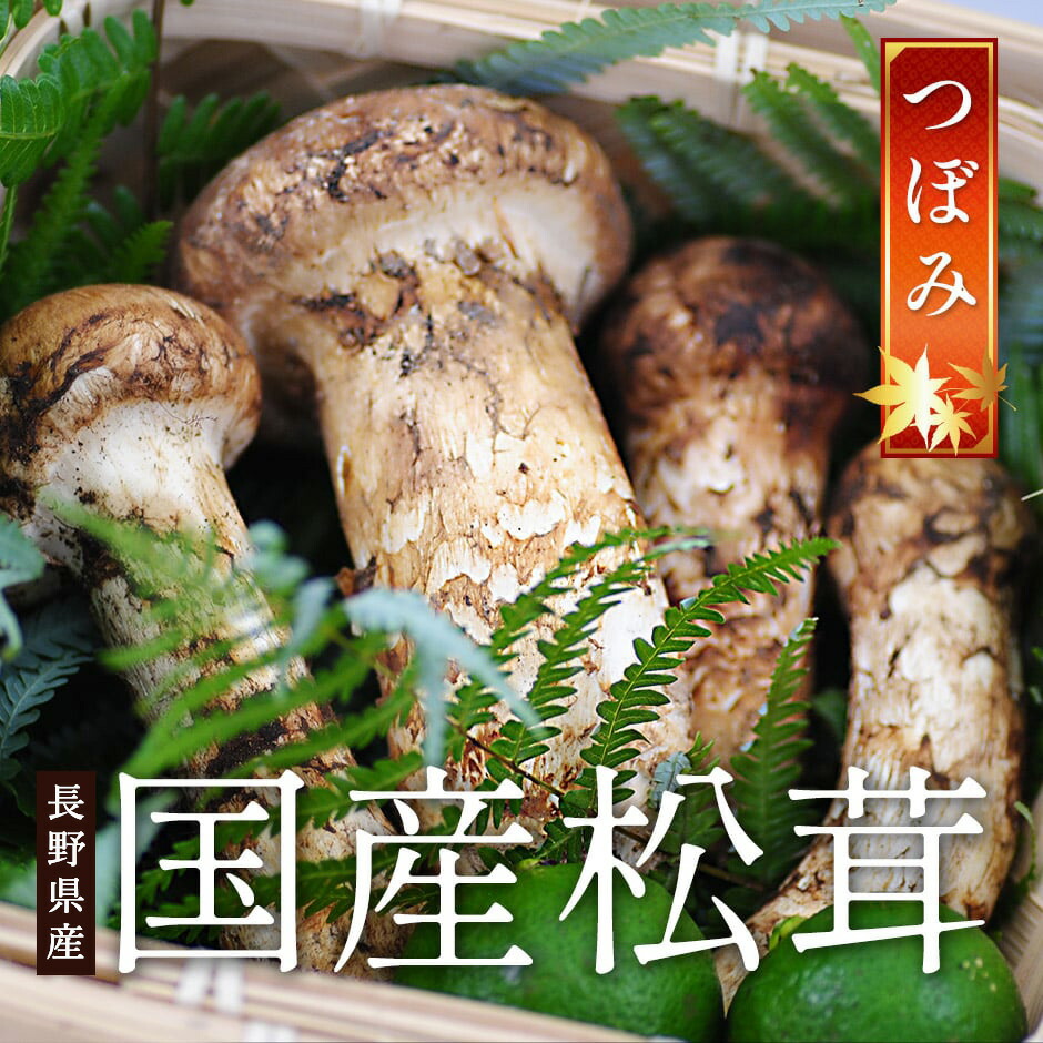 楽天市場】2026年9月以降分予約 【全額返金】 松茸 国産 中つぼみ