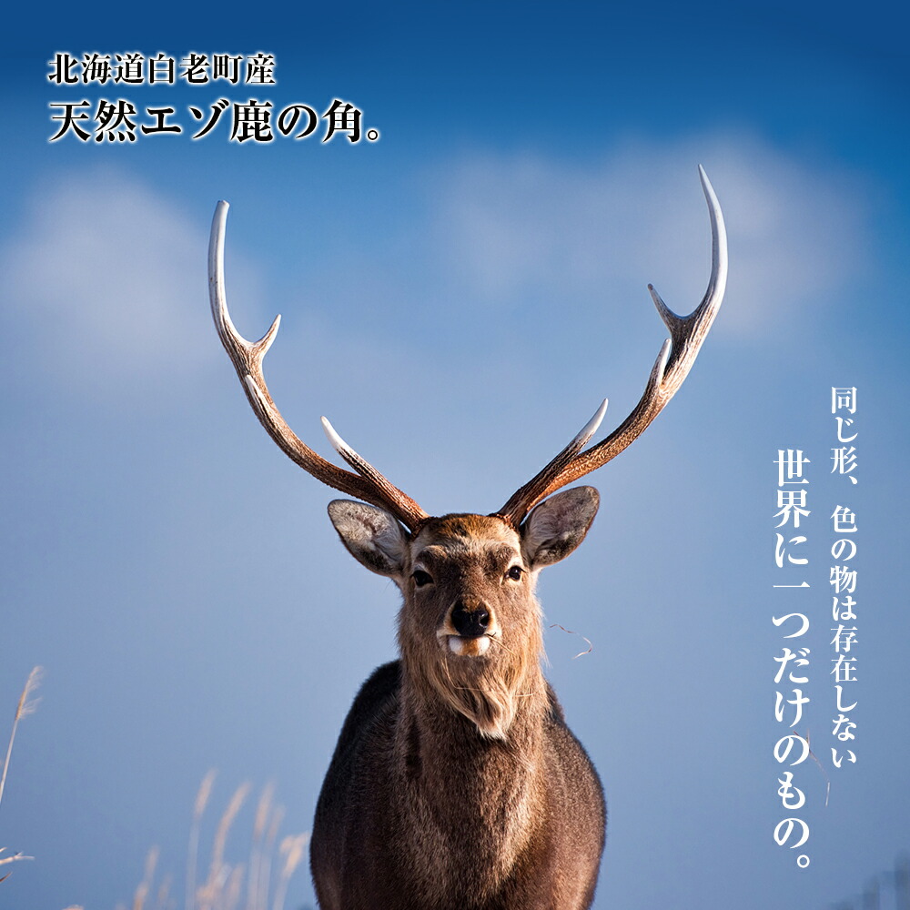 鹿の角 鹿のツノ 鹿角 鹿ツノ シカツノ 蝦夷鹿の角 鹿の