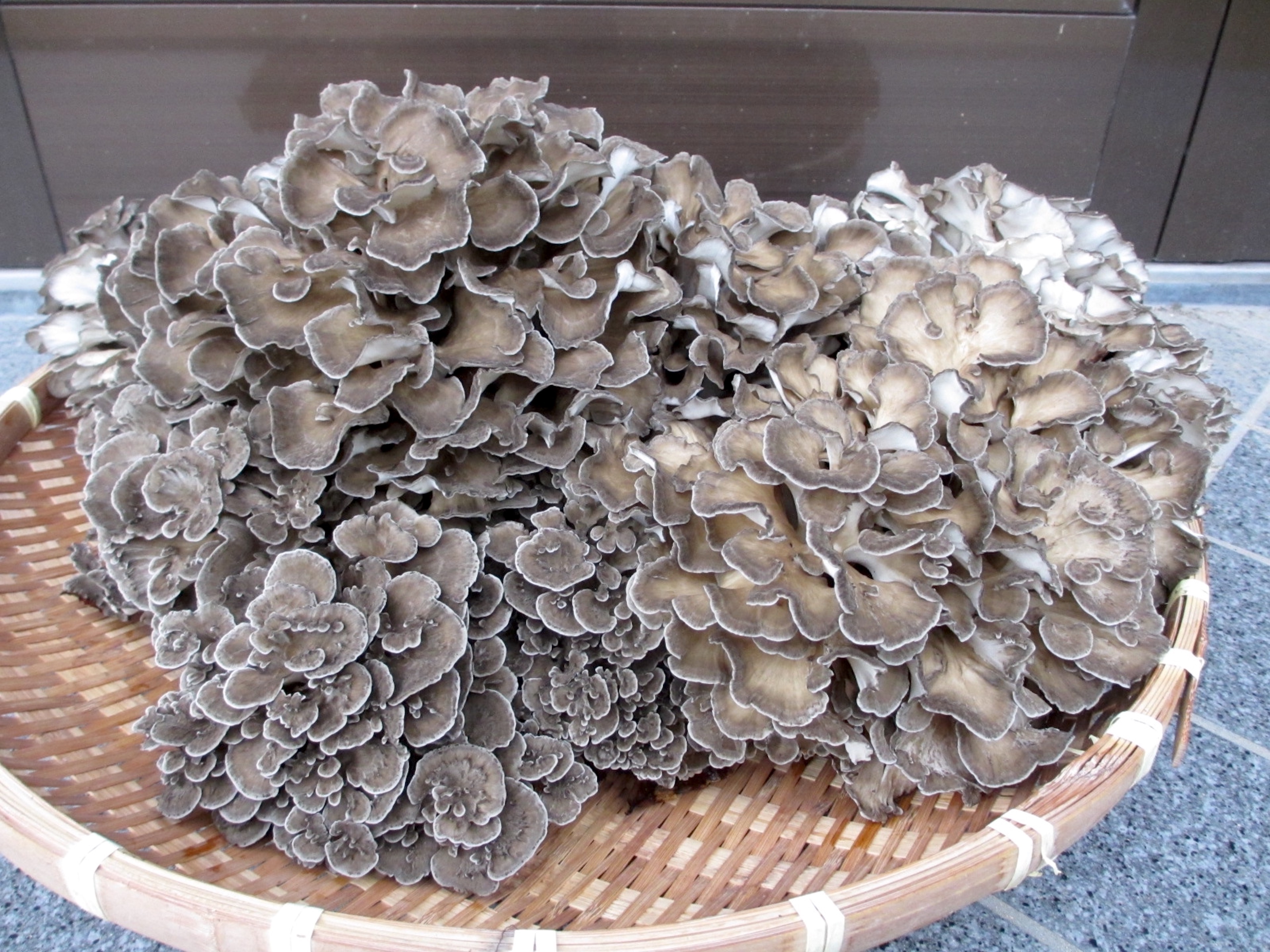 楽天市場】【ふるさと納税】加茂市七谷産 薬師舞茸 1kg《10月中旬以降