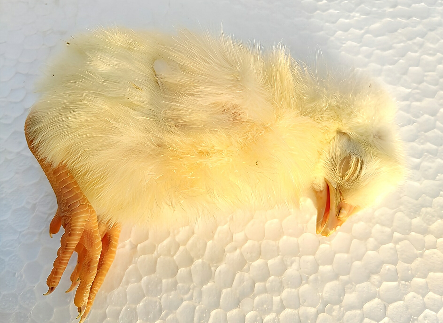 楽天市場】冷凍ヒヨコ12kg 約300羽分 フクロウ 鷹 ハヤブサ