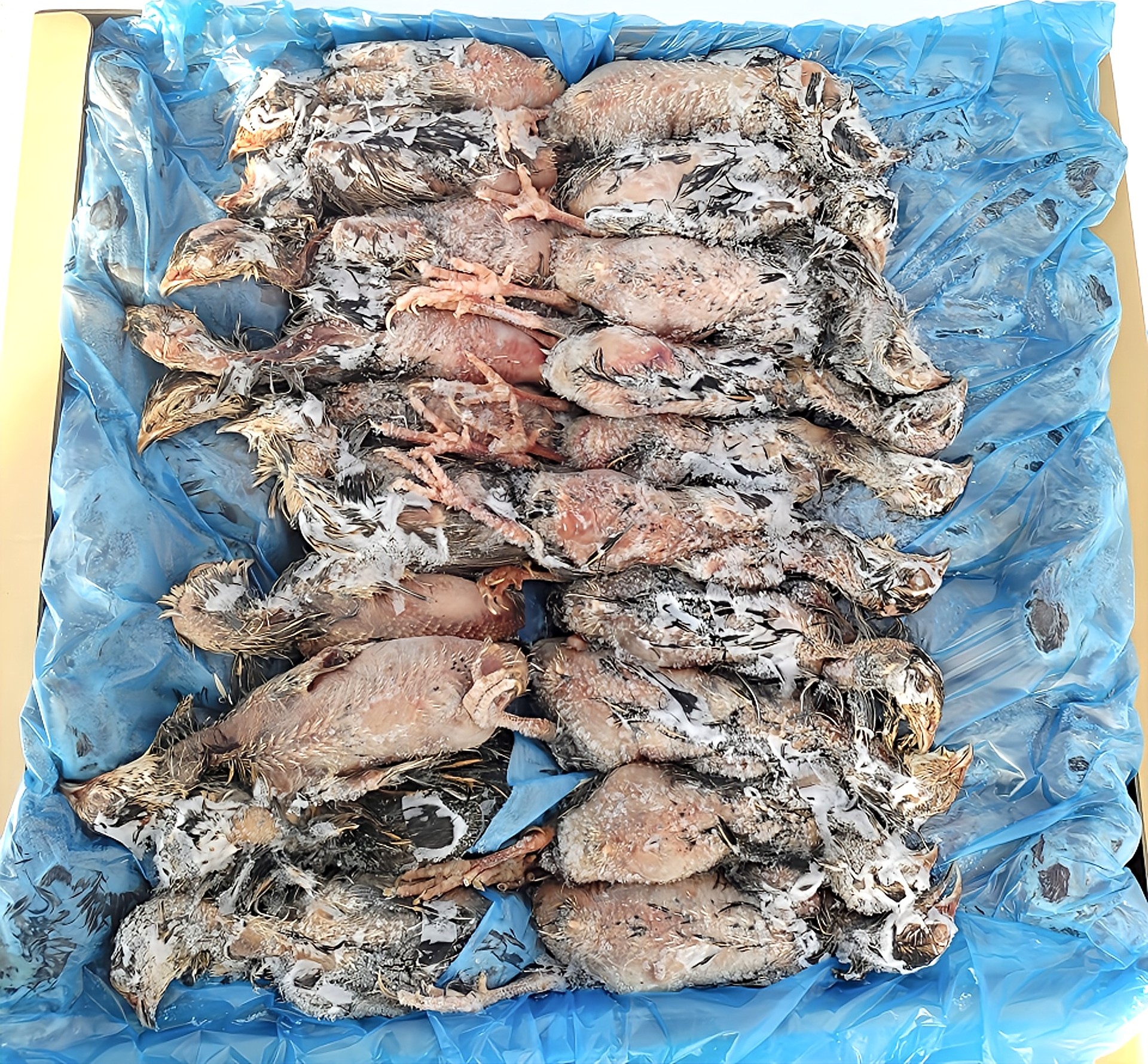 楽天市場】冷凍未処理ウズラ 簡易包装 ウズラ40羽 フクロウ 鷹