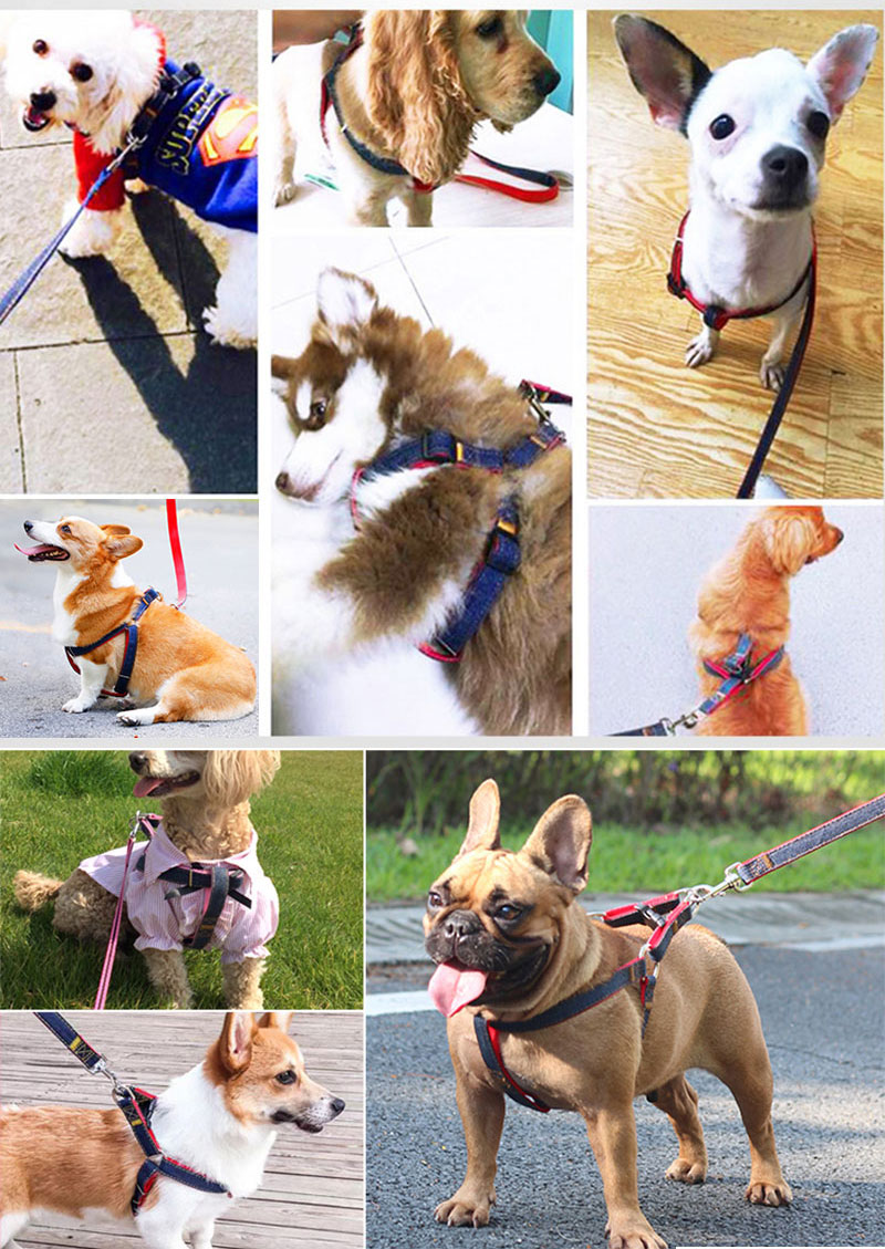 Wild One 犬用 首輪、ハーネス、リース 3点セット