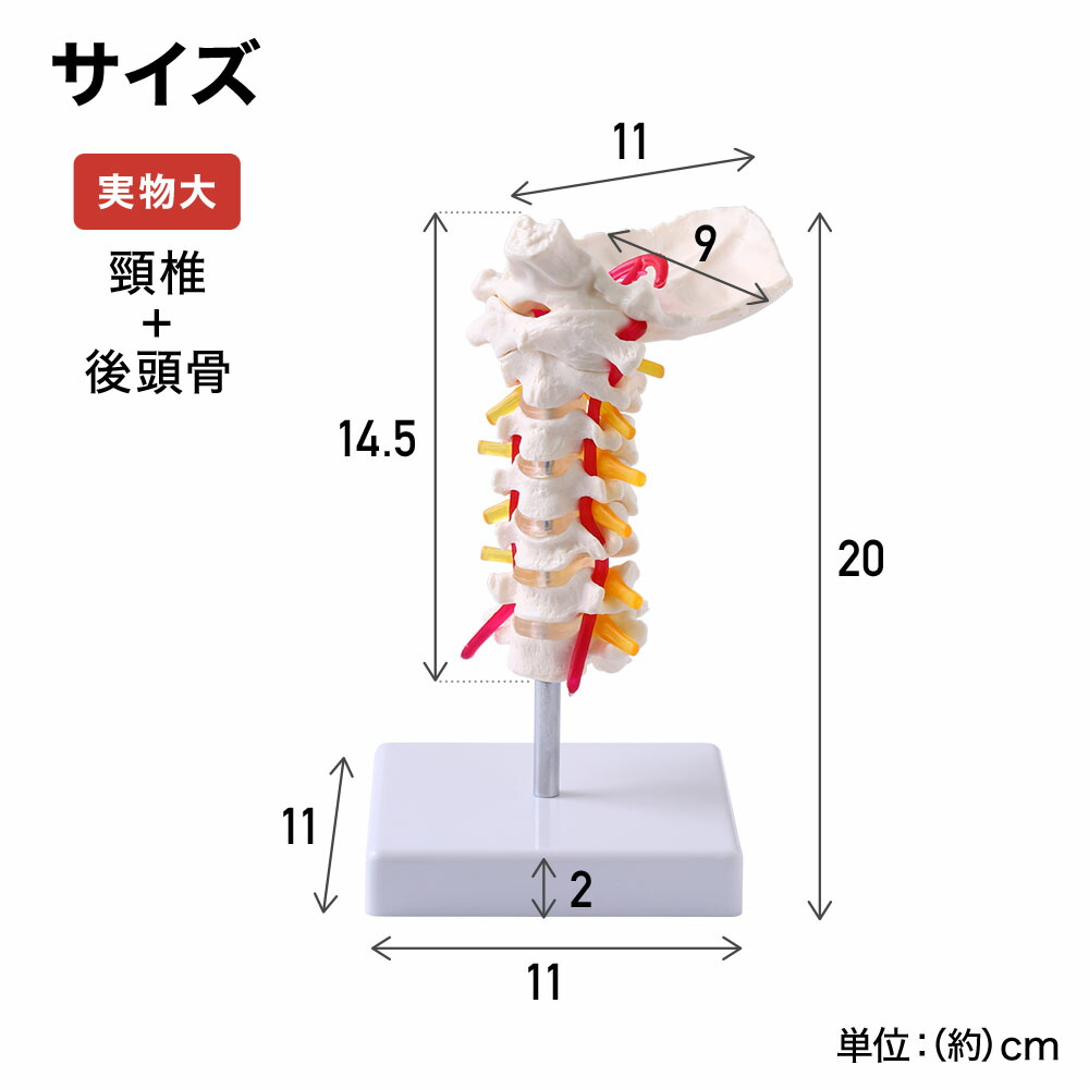 楽天市場】【全品50%OFFのチャンス☆14〜15日限定】 人体模型 脊柱模型