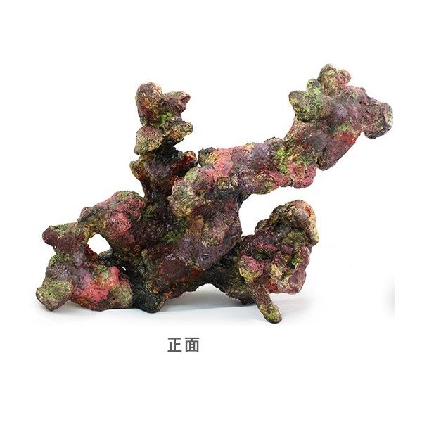 楽天市場】枝 ライブロックの通販