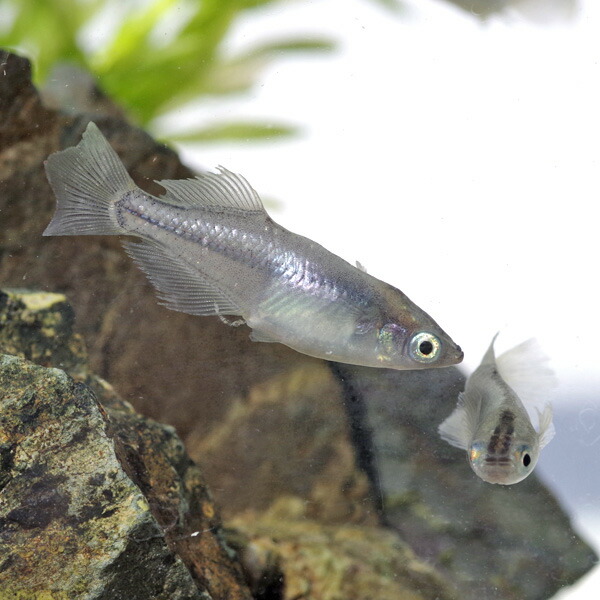 楽天市場】(めだか)魔王メダカ （約-cm）（3匹）【水槽/熱帯魚/観賞魚