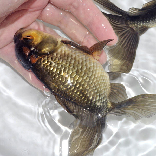 楽天市場】(金魚 生体)【数量限定】 ジャンボオランダ 黒系統【国産
