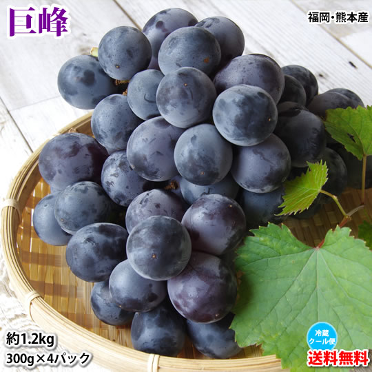 楽天市場】ぶどう 巨峰 約1.2kg（約300g×4パック） 送料無料 福岡