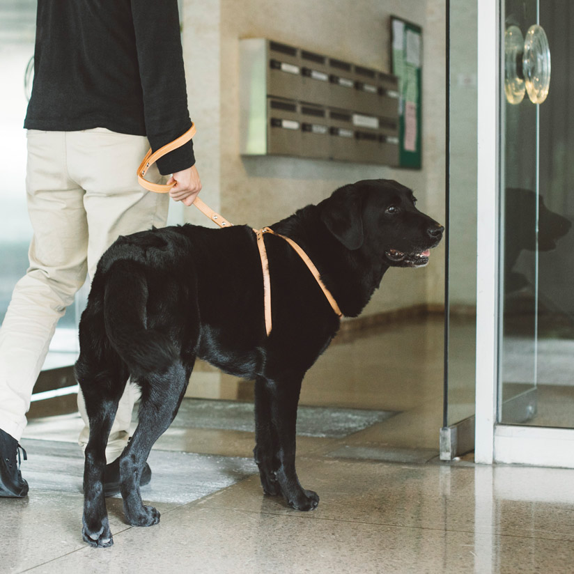 楽天市場】【犬 ハーネス】ヌメリングワンタッチハーネス 革 65 大型犬