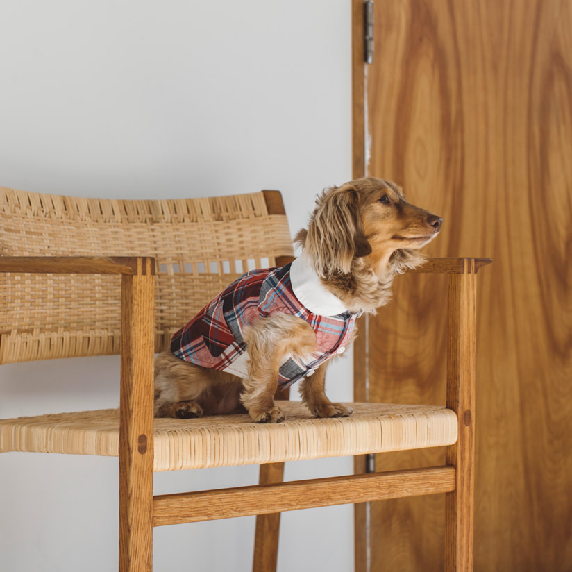 ○犬服○ハンドメイド 胴50 NO.531 ○犬服○ハンドメイド 胴50 NO.531