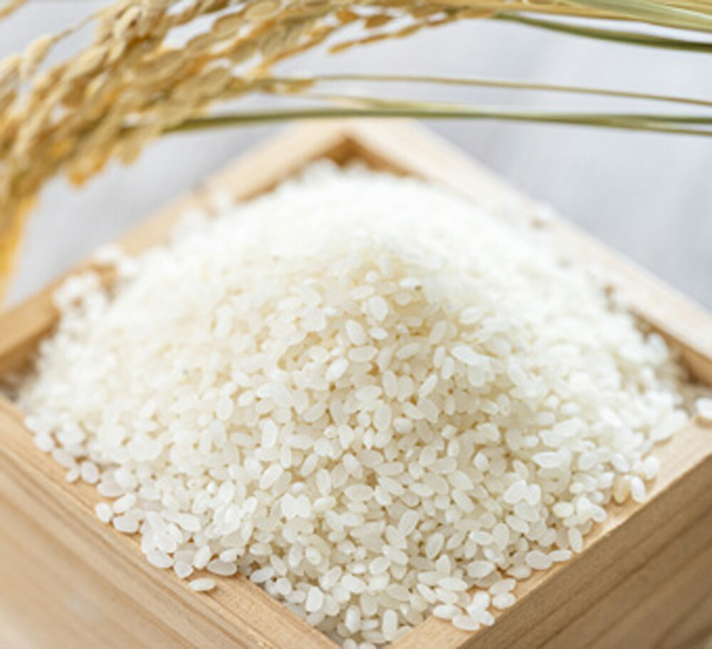 JAさがえ西村山 令和6年産 特別栽培米 雪若丸 10kg 5kg×2袋 送料無料