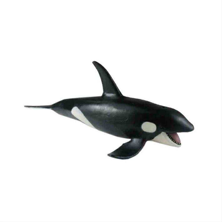 楽天市場】シャチ 魚模型 魚フィギュア タイプB : ディスプレイ