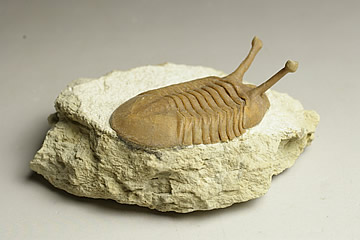 楽天市場】三葉虫(アサフス) ロシア産 : ギャラリーメイスン