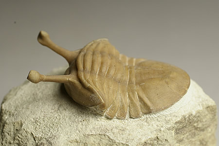 楽天市場】三葉虫(アサフス) ロシア産 : ギャラリーメイスン