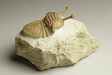 楽天市場】三葉虫(アサフス) ロシア産 : ギャラリーメイスン