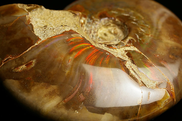 楽天市場】オパール化アンモナイト マダガスカル産 : ギャラリーメイスン