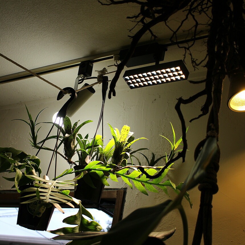 楽天市場】植物育成ライト LED SPOT LIGHT for PLANTS 10W 植物ライト