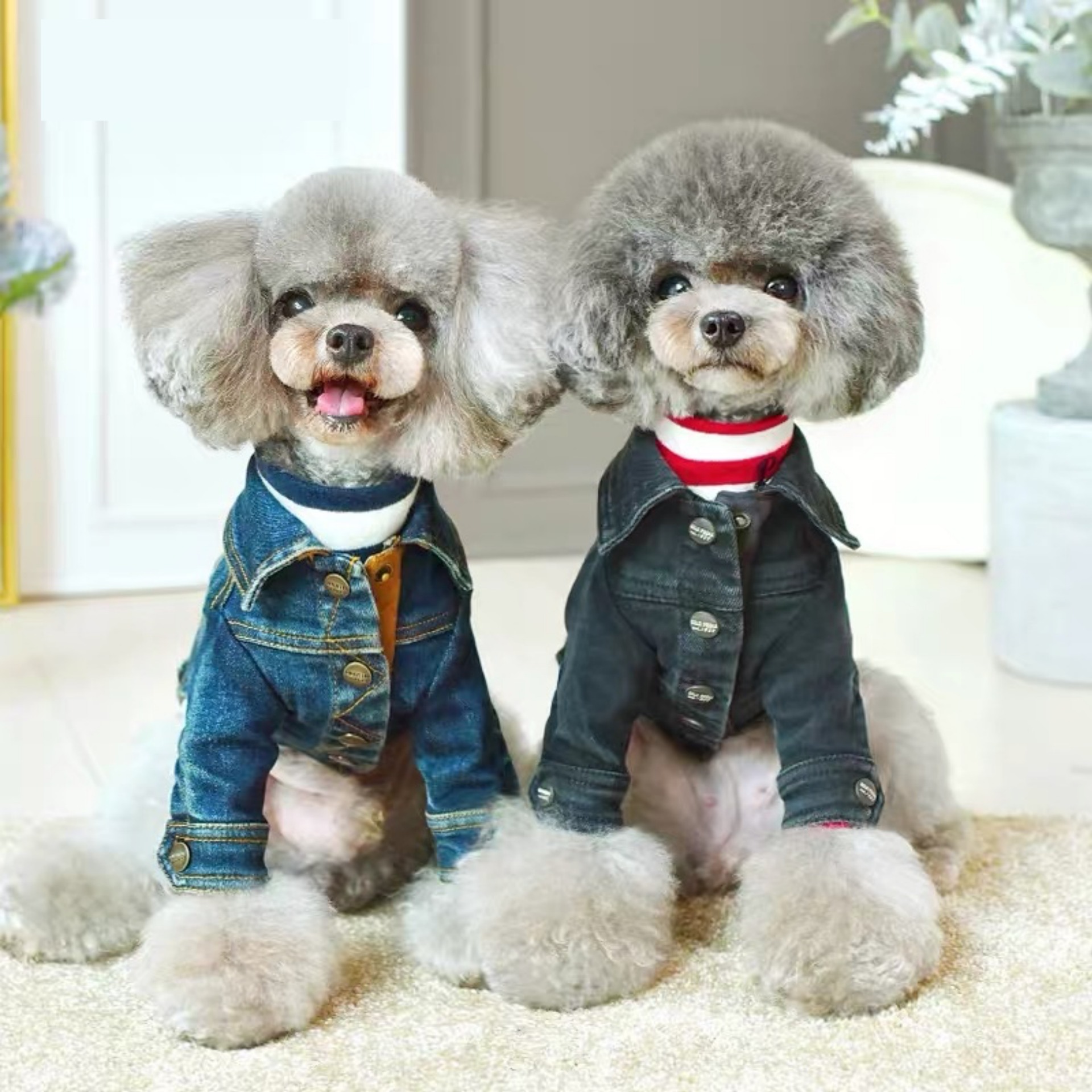 楽天市場】犬服 秋冬 【日本初上陸】 PEEKAPOODLE デザイナーズ犬のお