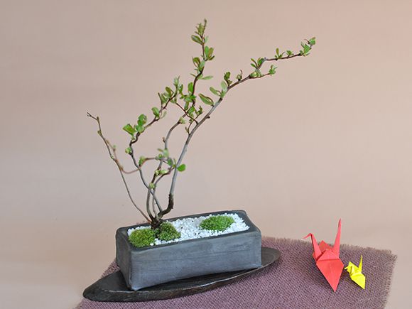 楽天市場】盆栽 雲龍 長寿梅 ミニ盆栽 小品 花物 卓上盆栽 室内 鑑賞