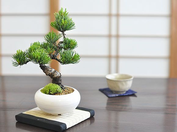 松寿 小品 盆栽鉢 レトロ 5個セット (A5) 松寿 小品 盆栽鉢 レトロ 5個