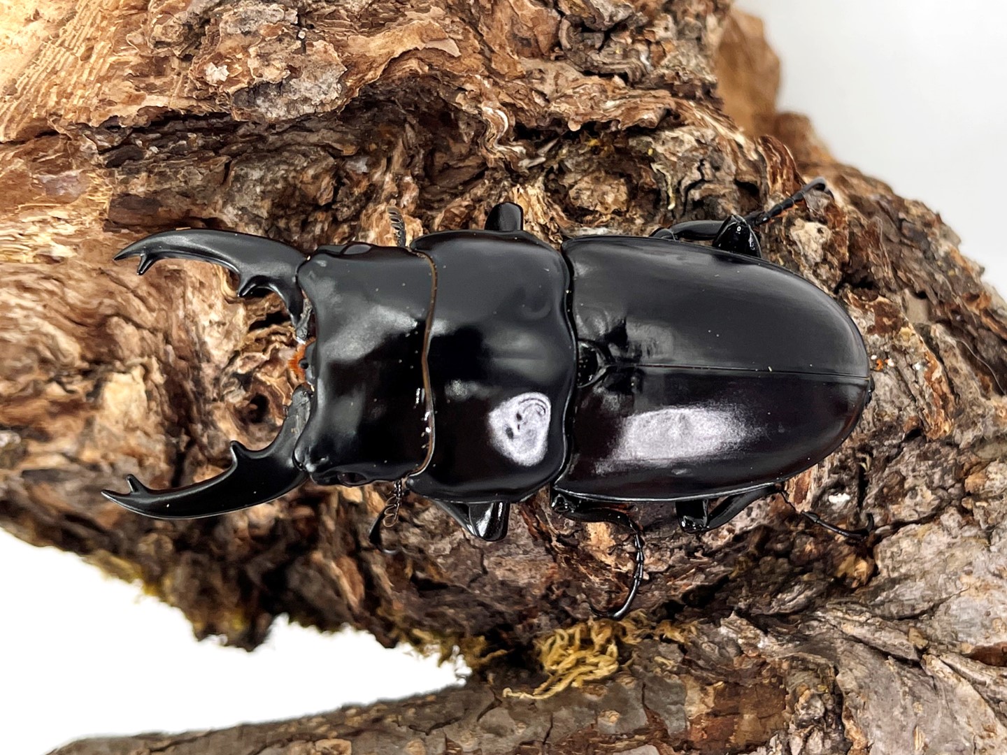 ナカジ ラフェルトノコギリクワガタ ハスタートノコギリクワガタ 2匹