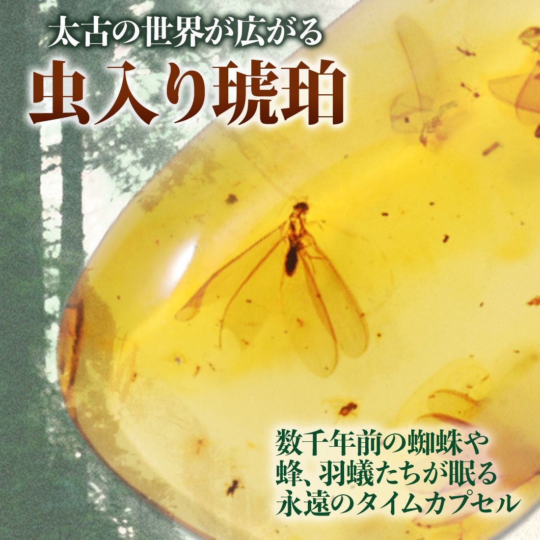 楽天市場】＼最大30％OFFクーポン／化石 虫入り琥珀 原石 ルース