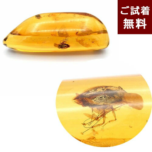 楽天市場】＼最大30％OFFクーポン／化石 虫入り琥珀 原石 ルース