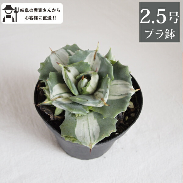 Aさまに感謝お嫁入り‼️渾身伊万里錦手 Dragon❌あじさい桐に蝶蜂菊7寸