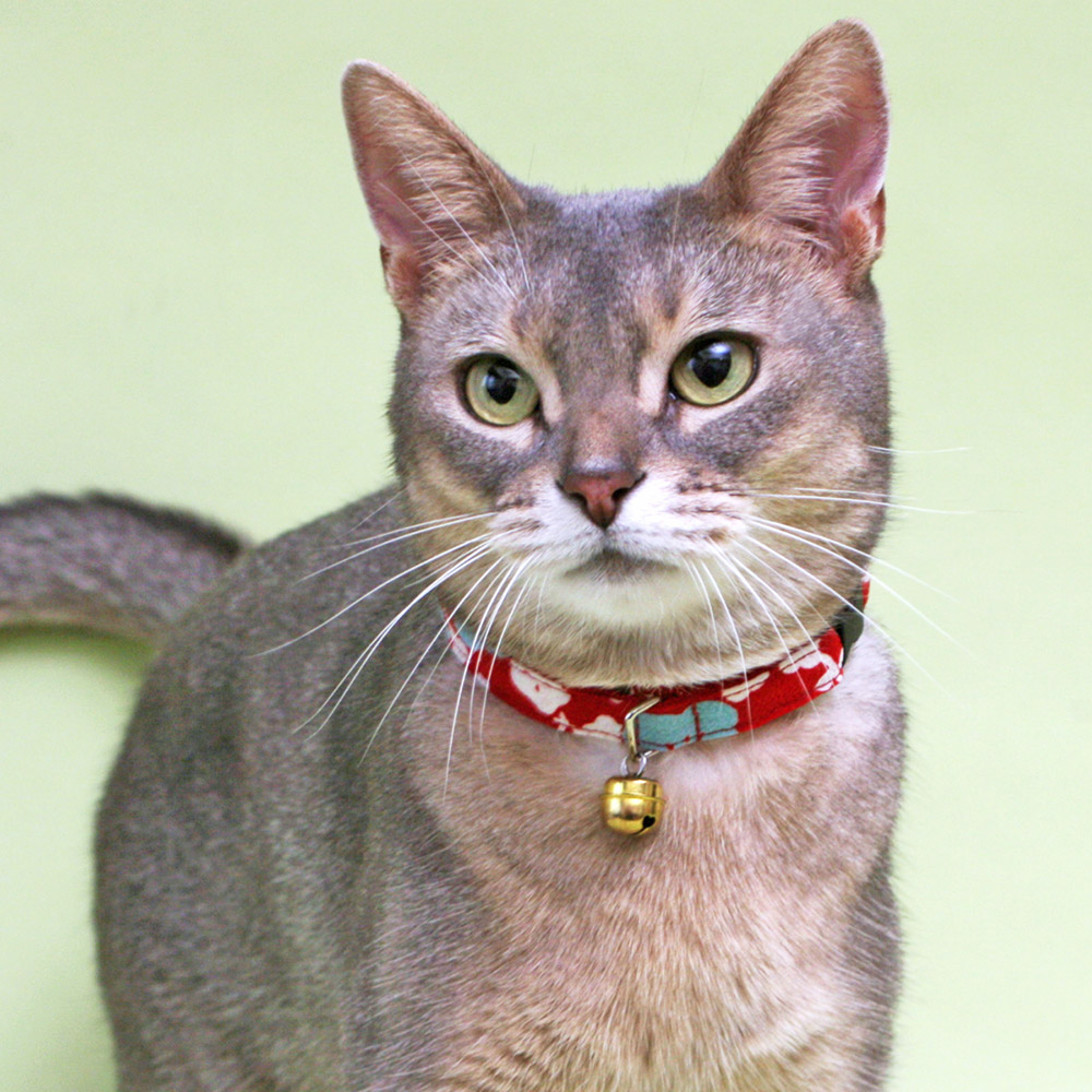 楽天市場】【30%OFF！ニャンニャン月間！/猫 首輪 猫首輪 セーフティ