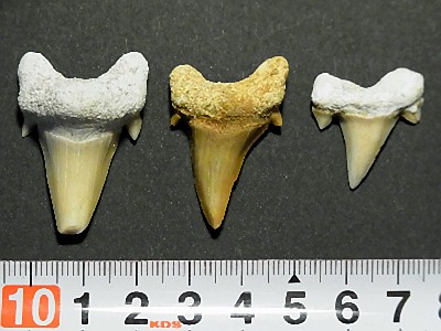 楽天市場】サメの歯 化石 10個セット 鮫の歯 Shark teeth fossils
