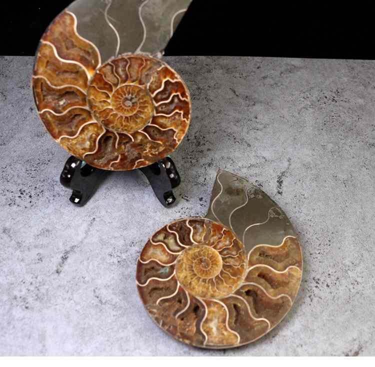 おすすめ 黒いアンモナイト 化石 インテリア 家具 置物 レトロ