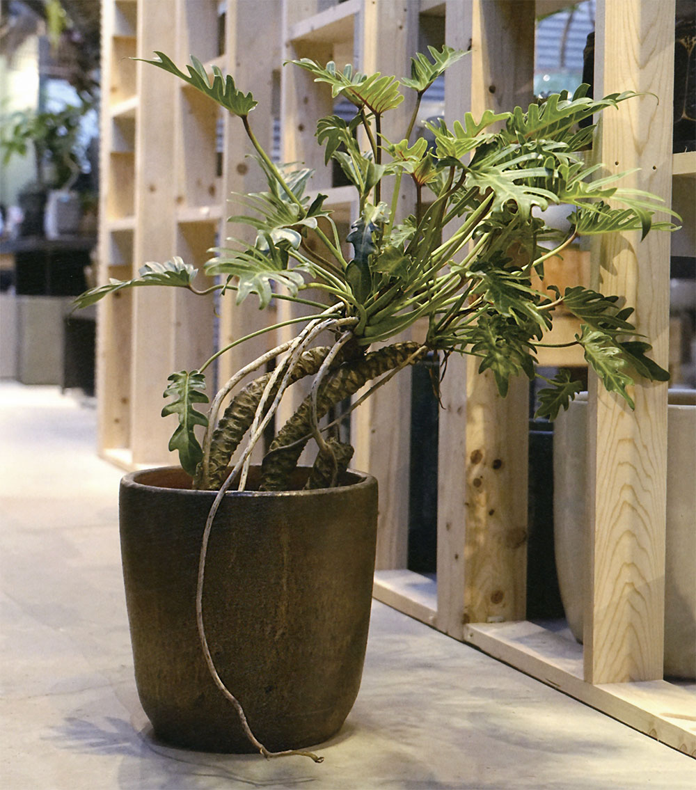 未使用品 信楽焼き 大きな ダックスフント 器 陶器 プランター 鉢 釉薬