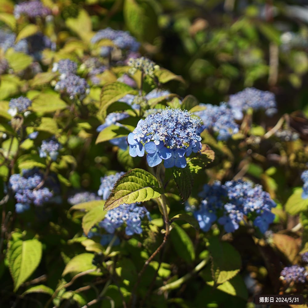 楽天市場】紫陽花 ヤマアジサイ 【横浪の月】 5号ポット苗 : 苗木部