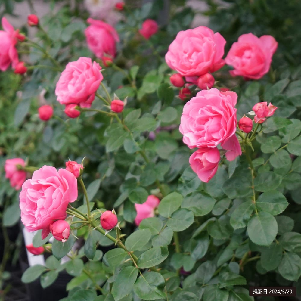 楽天市場】つるバラ 【レオナルドダビンチ】 1年生 新苗 つるバラ