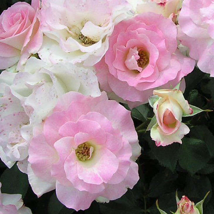 楽天市場】◇送料無料◇ ◇開花後強剪定株 花芽なし◇ バラ苗